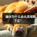 猫咪为什么会从高楼跳下去?(图2) 猫咪为什么会从高楼跳下去?(图2)