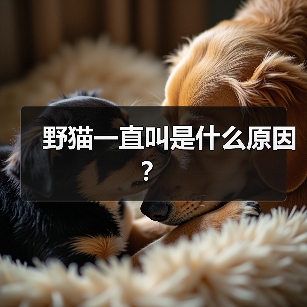 野猫一直叫是什么原因?(图3) 野猫一直叫是什么原因?(图3)