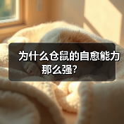 为什么仓鼠的自愈能力那么强?(图4) 为什么仓鼠的自愈能力那么强?(图4)