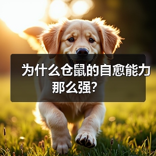为什么仓鼠的自愈能力那么强?(图2) 为什么仓鼠的自愈能力那么强?(图2)