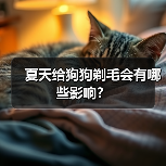 夏天给狗狗剃毛会有哪些影响?(图2) 夏天给狗狗剃毛会有哪些影响?(图2)