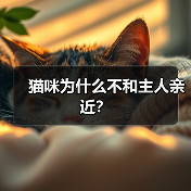 猫咪为什么不和主人亲近？（图2）