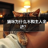 猫咪为什么不和主人亲近？（图4）