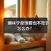 猫咪宁愿饿着也不吃饭怎么办?(图4) 猫咪宁愿饿着也不吃饭怎么办?(图4)