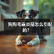 狗狗毛囊炎是怎么引起的?(图3) 狗狗毛囊炎是怎么引起的?(图3)
