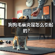 狗狗毛囊炎是怎么引起的?(图1) 狗狗毛囊炎是怎么引起的?(图1)