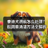 泰迪犬泪痕怎么处理?超简单清洁方法全解析!(图4) 泰迪犬泪痕怎么处理?超简单清洁方法全解析!(图4)
