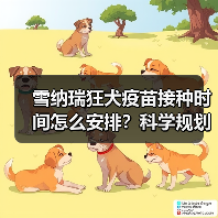 雪纳瑞狂犬疫苗接种时间怎么安排?科学规划保障健康(图1) 雪纳瑞狂犬疫苗接种时间怎么安排?科学规划保障健康(图1)