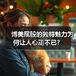 博美屁股的独特魅力为何让人心动不已？（图2）