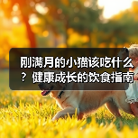 刚满月的小猫该吃什么?健康成长的饮食指南(图1) 刚满月的小猫该吃什么?健康成长的饮食指南(图1)