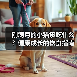 刚满月的小猫该吃什么?健康成长的饮食指南(图4) 刚满月的小猫该吃什么?健康成长的饮食指南(图4)