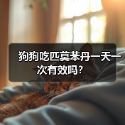 狗狗吃匹莫苯丹一天一次有效吗？（图2）