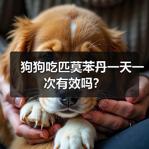 狗狗吃匹莫苯丹一天一次有效吗？（图1）
