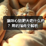 猫咪心脏肥大吃什么药?用药指南全解析(图4) 猫咪心脏肥大吃什么药?用药指南全解析(图4)
