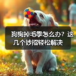 狗狗掉毛季怎么办?这几个妙招轻松解决(图2) 狗狗掉毛季怎么办?这几个妙招轻松解决(图2)