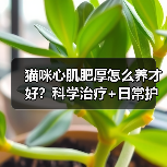 猫咪心肌肥厚怎么养才好？科学治疗+日常护理全解析（图4）