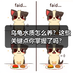 乌龟水质怎么养?这些关键点你掌握了吗?(图2) 乌龟水质怎么养?这些关键点你掌握了吗?(图2)