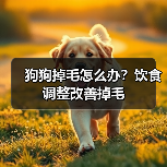 狗狗掉毛怎么办?饮食调整改善掉毛(图4) 狗狗掉毛怎么办?饮食调整改善掉毛(图4)