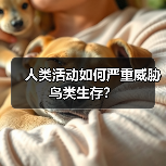 人类活动如何严重威胁鸟类生存?(图2) 人类活动如何严重威胁鸟类生存?(图2)