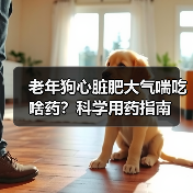 老年狗心脏肥大气喘吃啥药？科学用药指南（图1）