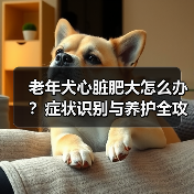 老年犬心脏肥大怎么办?症状识别与养护全攻略(图1) 老年犬心脏肥大怎么办?症状识别与养护全攻略(图1)