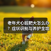 老年犬心脏肥大怎么办?症状识别与养护全攻略(图2) 老年犬心脏肥大怎么办?症状识别与养护全攻略(图2)