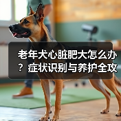 老年犬心脏肥大怎么办?症状识别与养护全攻略(图4) 老年犬心脏肥大怎么办?症状识别与养护全攻略(图4)