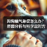 狗狗喘气急促怎么办？原因分析与科学应对方法（图3）