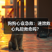 狗狗心衰急救：速效救心丸能救命吗？（图1）