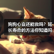狗狗心衰还能救吗?延长寿命的方法你知道吗?(图2) 狗狗心衰还能救吗?延长寿命的方法你知道吗?(图2)
