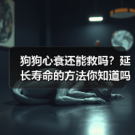 狗狗心衰还能救吗?延长寿命的方法你知道吗?(图3) 狗狗心衰还能救吗?延长寿命的方法你知道吗?(图3)