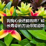 狗狗心衰还能救吗?延长寿命的方法你知道吗?(图4) 狗狗心衰还能救吗?延长寿命的方法你知道吗?(图4)