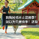 狗狗掉毛不止是换季?别以为只是换季!这些隐藏原因要警惕(图1) 狗狗掉毛不止是换季?别以为只是换季!这些隐藏原因要警惕(图1)
