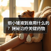 细小输液到底用什么药?揭秘治疗关键药物(图2) 细小输液到底用什么药?揭秘治疗关键药物(图2)
