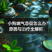 小狗喘气急促怎么办？原因与治疗全解析（图2）