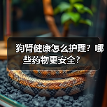 狗肾健康怎么护理?哪些药物更安全?(图1) 狗肾健康怎么护理?哪些药物更安全?(图1)