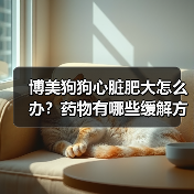 博美狗狗心脏肥大怎么办?药物有哪些缓解方法?(图1) 博美狗狗心脏肥大怎么办?药物有哪些缓解方法?(图1)