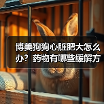 博美狗狗心脏肥大怎么办?药物有哪些缓解方法?(图2) 博美狗狗心脏肥大怎么办?药物有哪些缓解方法?(图2)