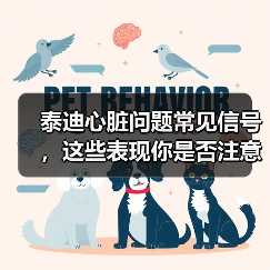泰迪心脏问题常见信号,这些表现你是否注意到?(图2) 泰迪心脏问题常见信号,这些表现你是否注意到?(图2)