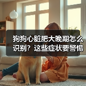 狗狗心脏肥大晚期怎么识别?这些症状要警惕!(图1) 狗狗心脏肥大晚期怎么识别?这些症状要警惕!(图1)