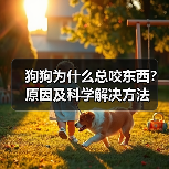 狗狗为什么总咬东西?原因及科学解决方法(图2) 狗狗为什么总咬东西?原因及科学解决方法(图2)