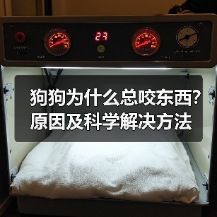 狗狗为什么总咬东西?原因及科学解决方法(图1) 狗狗为什么总咬东西?原因及科学解决方法(图1)