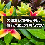 犬瘟治疗为何选单抗?解析其重要作用与优势(图3) 犬瘟治疗为何选单抗?解析其重要作用与优势(图3)