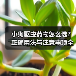 小狗驱虫药物怎么选?正确用法与注意事项全解析(图2) 小狗驱虫药物怎么选?正确用法与注意事项全解析(图2)