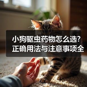 小狗驱虫药物怎么选?正确用法与注意事项全解析(图4) 小狗驱虫药物怎么选?正确用法与注意事项全解析(图4)