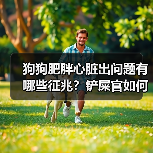 狗狗肥胖心脏出问题有哪些征兆?铲屎官如何预防?(图4) 狗狗肥胖心脏出问题有哪些征兆?铲屎官如何预防?(图4)