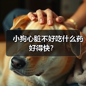 小狗心脏不好吃什么药好得快?(图2) 小狗心脏不好吃什么药好得快?(图2)