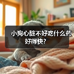 小狗心脏不好吃什么药好得快?(图4) 小狗心脏不好吃什么药好得快?(图4)