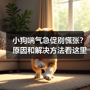 小狗喘气急促别慌张?原因和解决方法看这里!(图2) 小狗喘气急促别慌张?原因和解决方法看这里!(图2)
