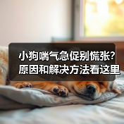 小狗喘气急促别慌张?原因和解决方法看这里!(图4) 小狗喘气急促别慌张?原因和解决方法看这里!(图4)